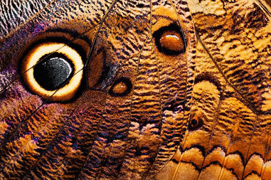 L’alchimie des ailes