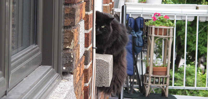 Steve Jobs in dreams