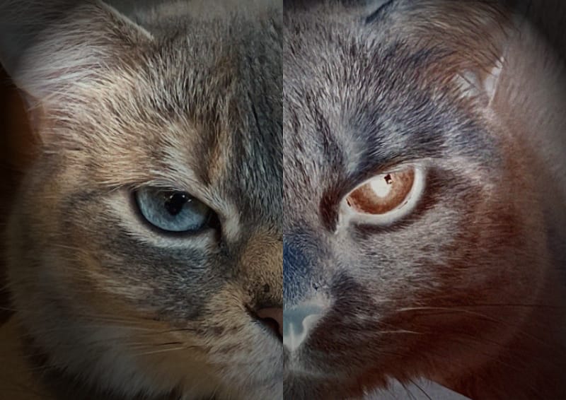 Questions et rumeurs