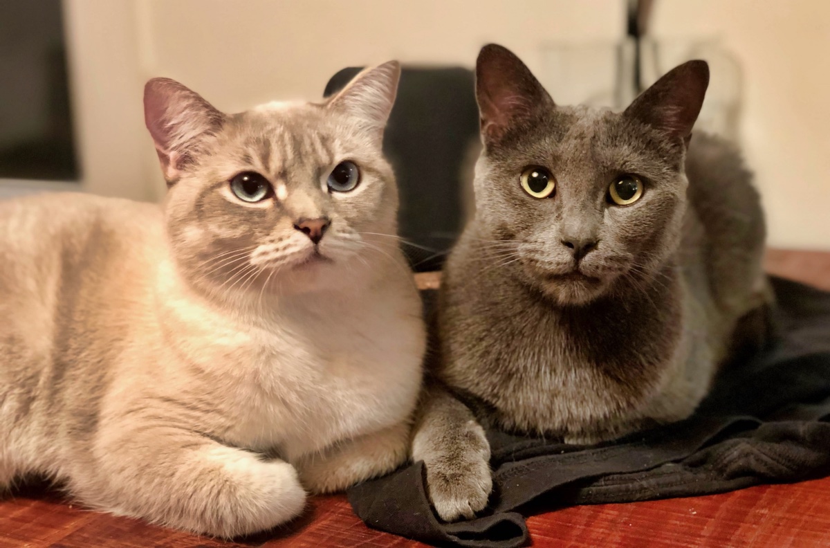 Entre le bonheur et la satisfaction