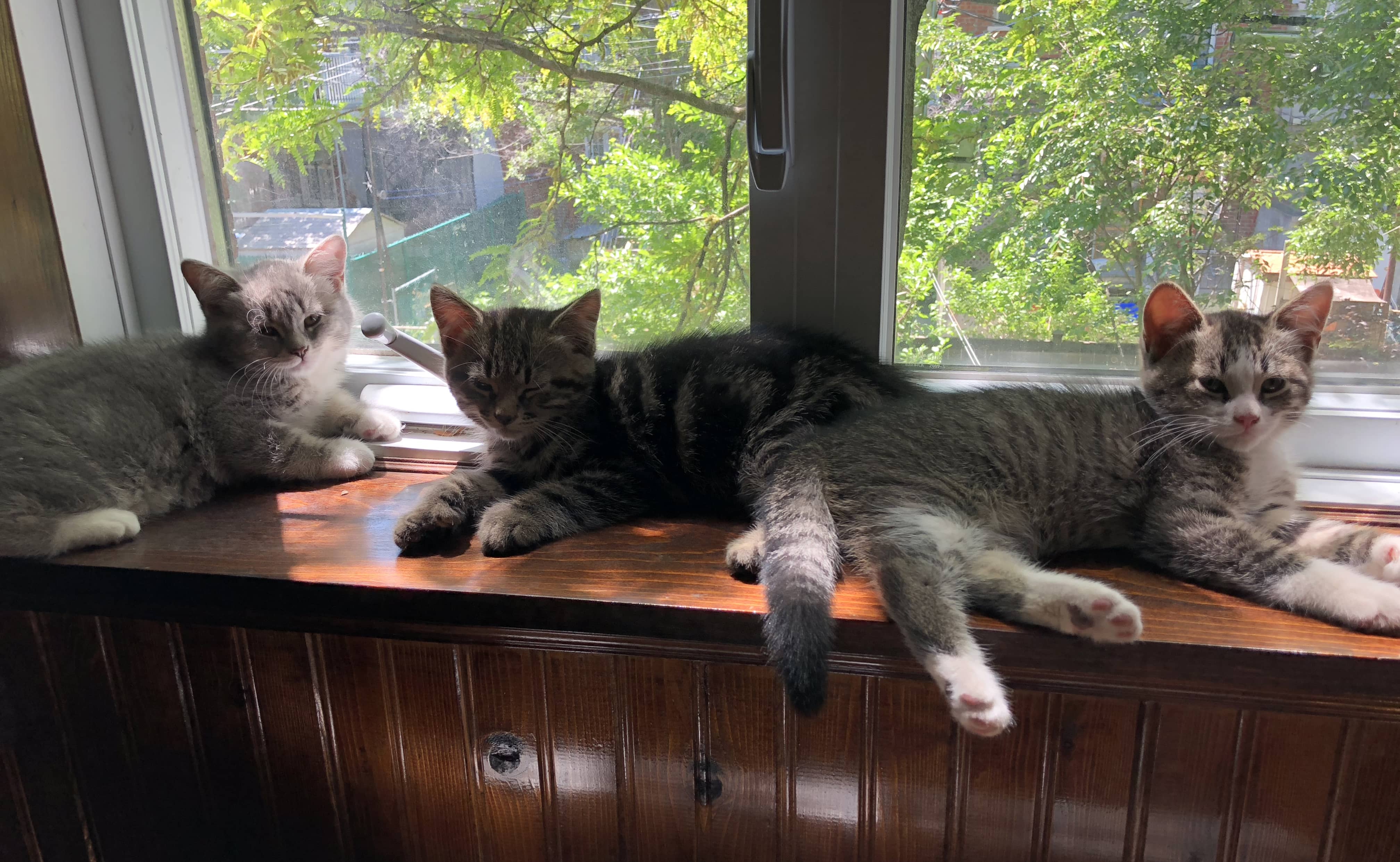 Three little kittens, purring