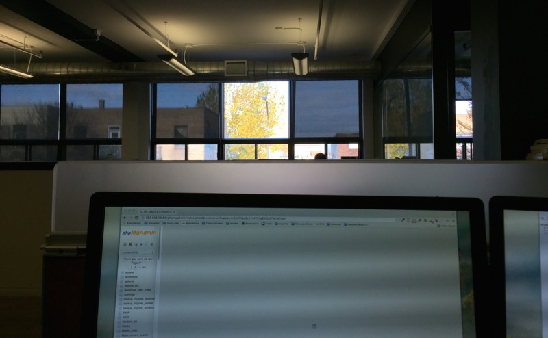 The tree at the window