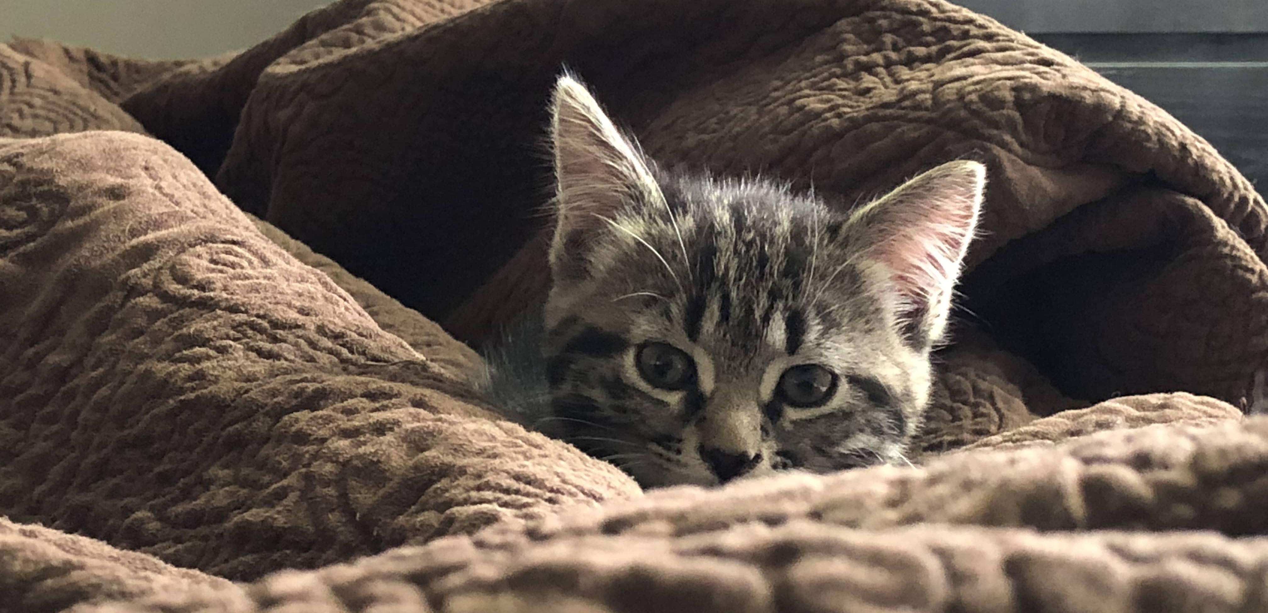 The death of the neighbor