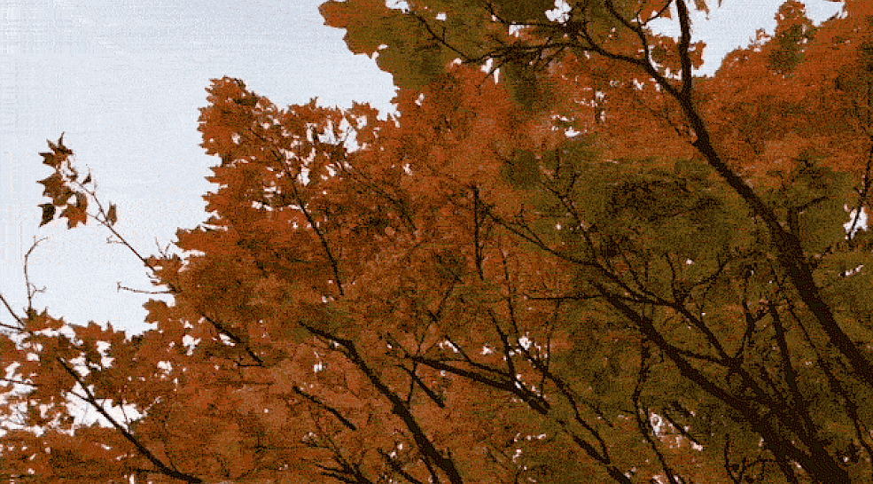 The frozen innocence