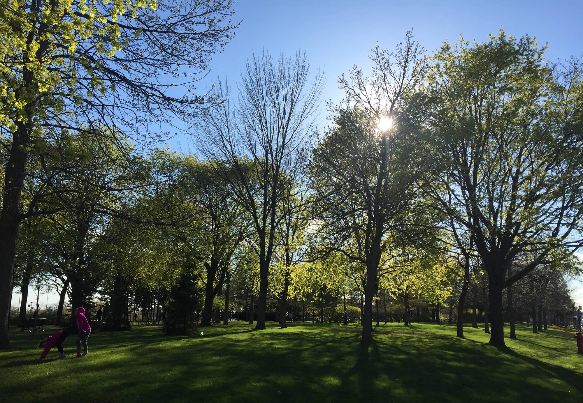 Celebrate the chlorophyll