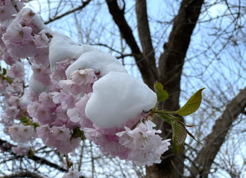 A Shakespearean postscript