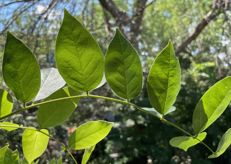 La mort, le philosophe, le guru et le docteur