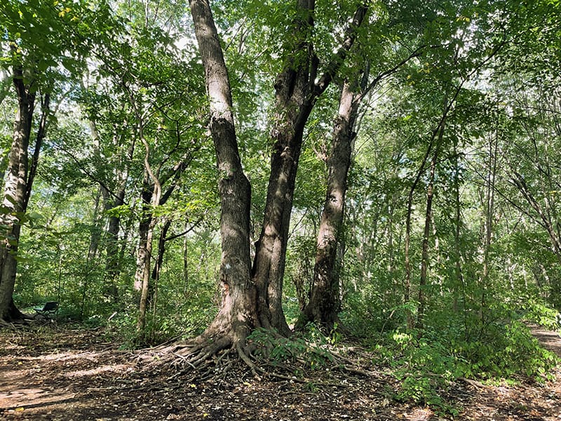 À l’orée d’un nouvel automne
