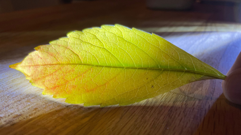 Les photons de l’automne