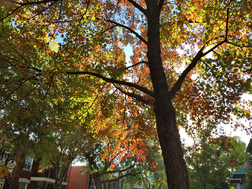 Lumière du matin, lumière du soir